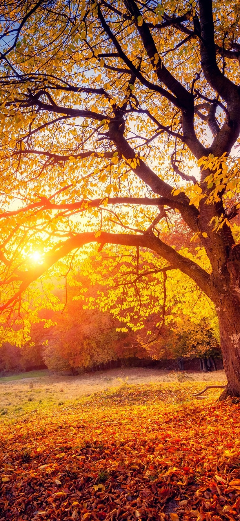 Autumn Landscape - HD Wallpaper 