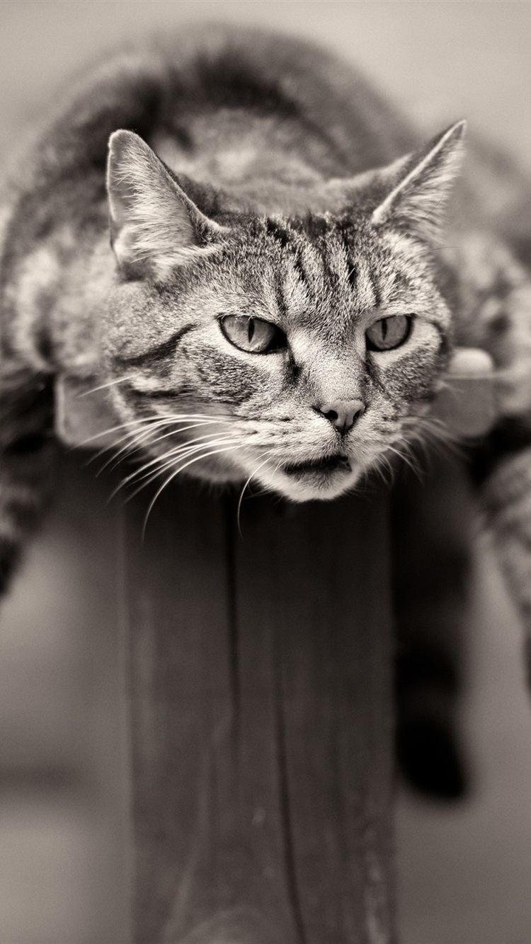 Iphone Wallpaper Gray Cat Relax - Domestic Short-haired Cat - HD Wallpaper 