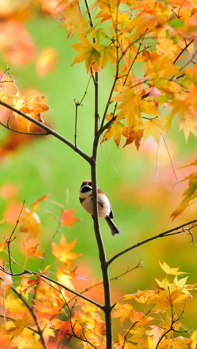 Little Cute Sparrow Iphone Wallpaper - Beautiful Bird Autumn Hd - HD Wallpaper 
