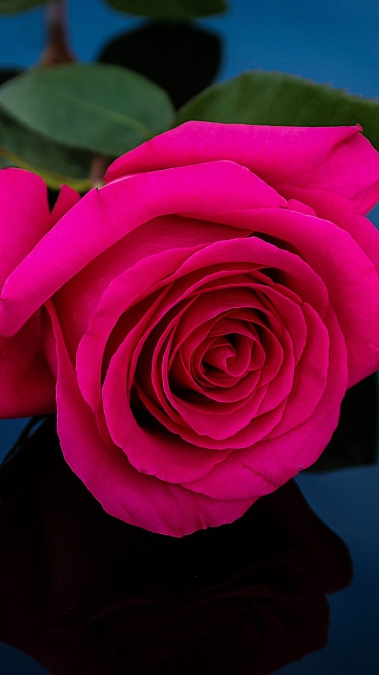 Image of a marriage open beautiful dark pink soft rose Close up in the  studio Stock Photo  Alamy