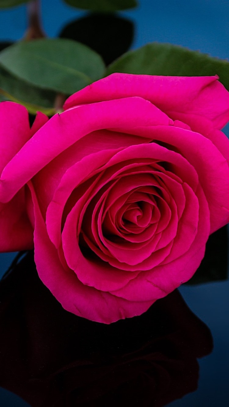 Image of a marriage open beautiful dark pink soft rose Close up in the studio Stock Photo Alamy