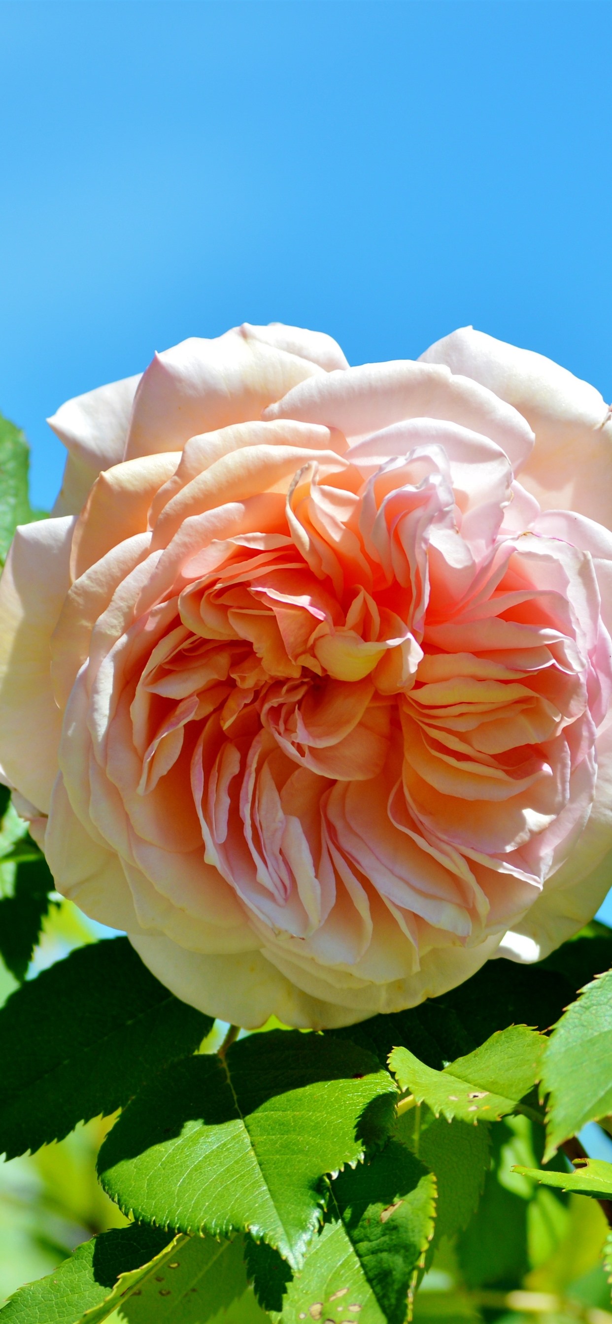 Iphone Wallpaper Light Pink Rose Green Leaves Blue Rose 1242x26 Wallpaper Teahub Io