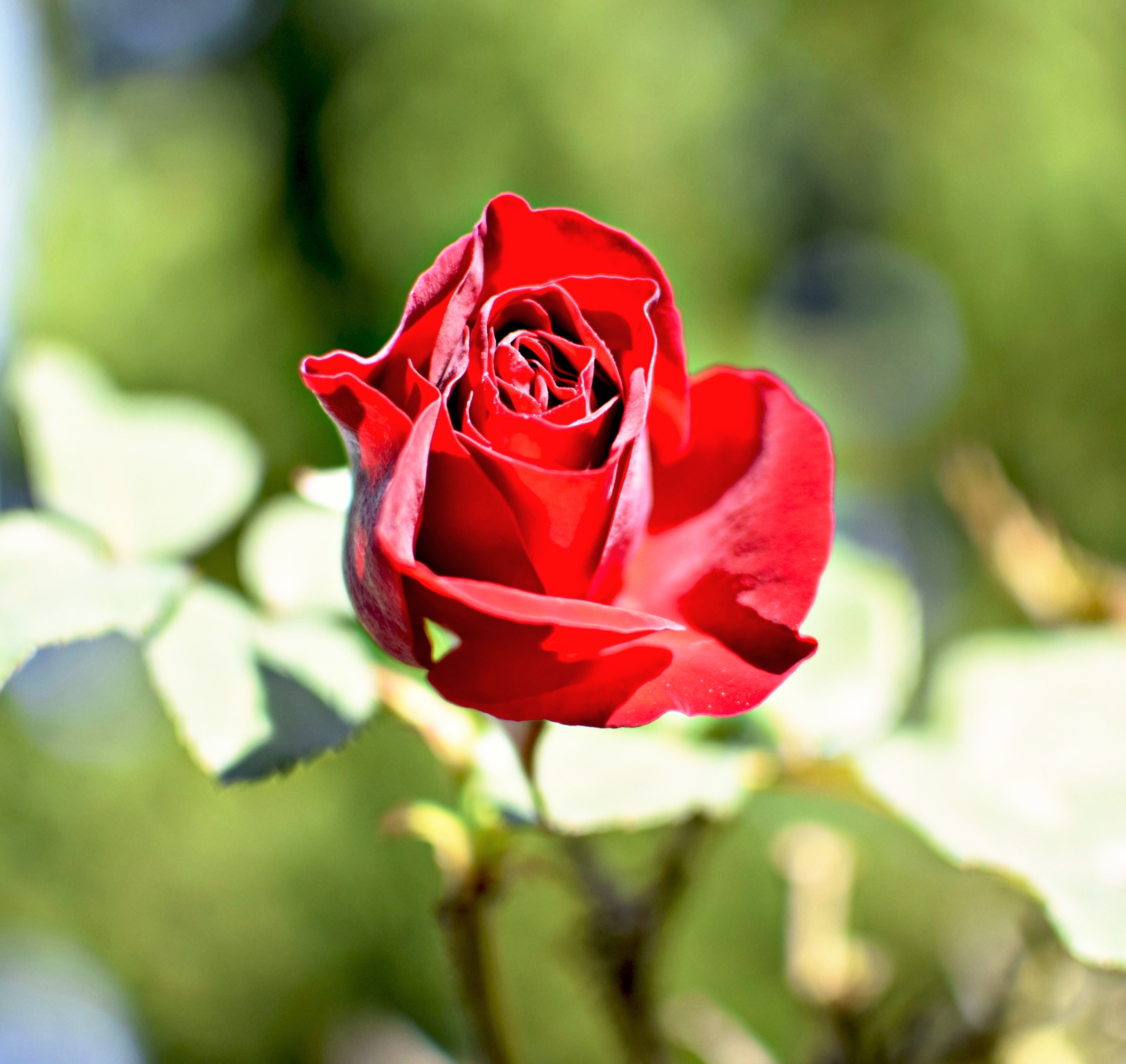 Garden Roses - HD Wallpaper 