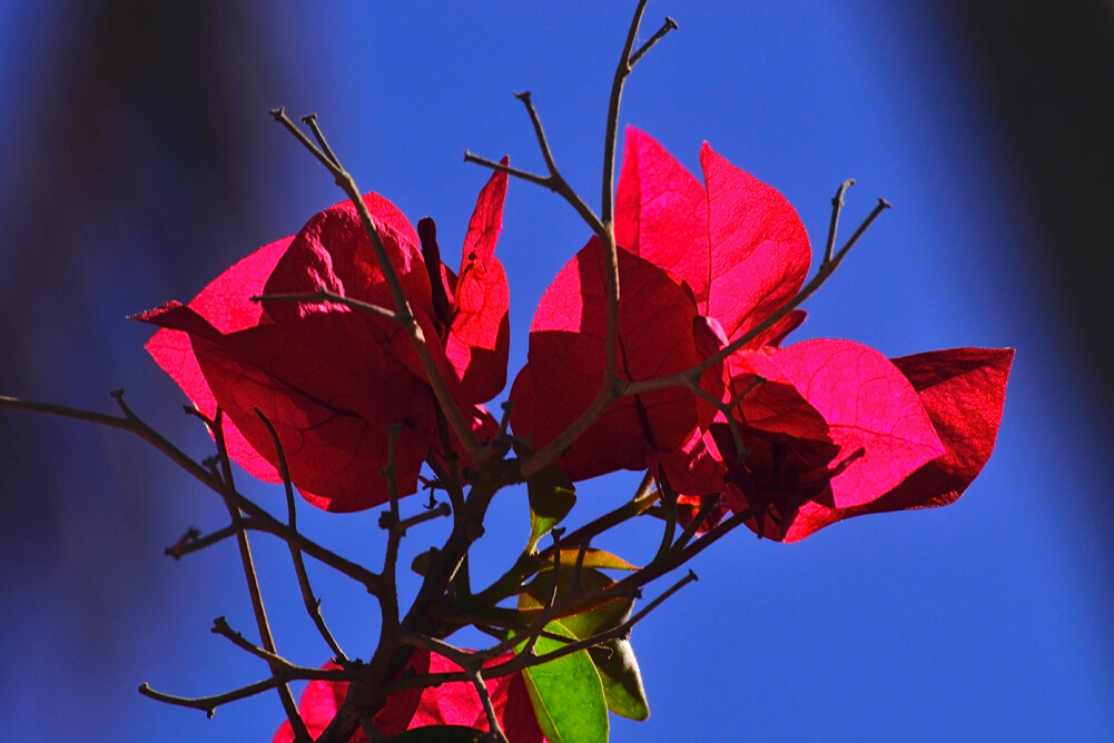 Livingwalls Photo Wallpaper Usa Dd100536 - Macro Photography - HD Wallpaper 