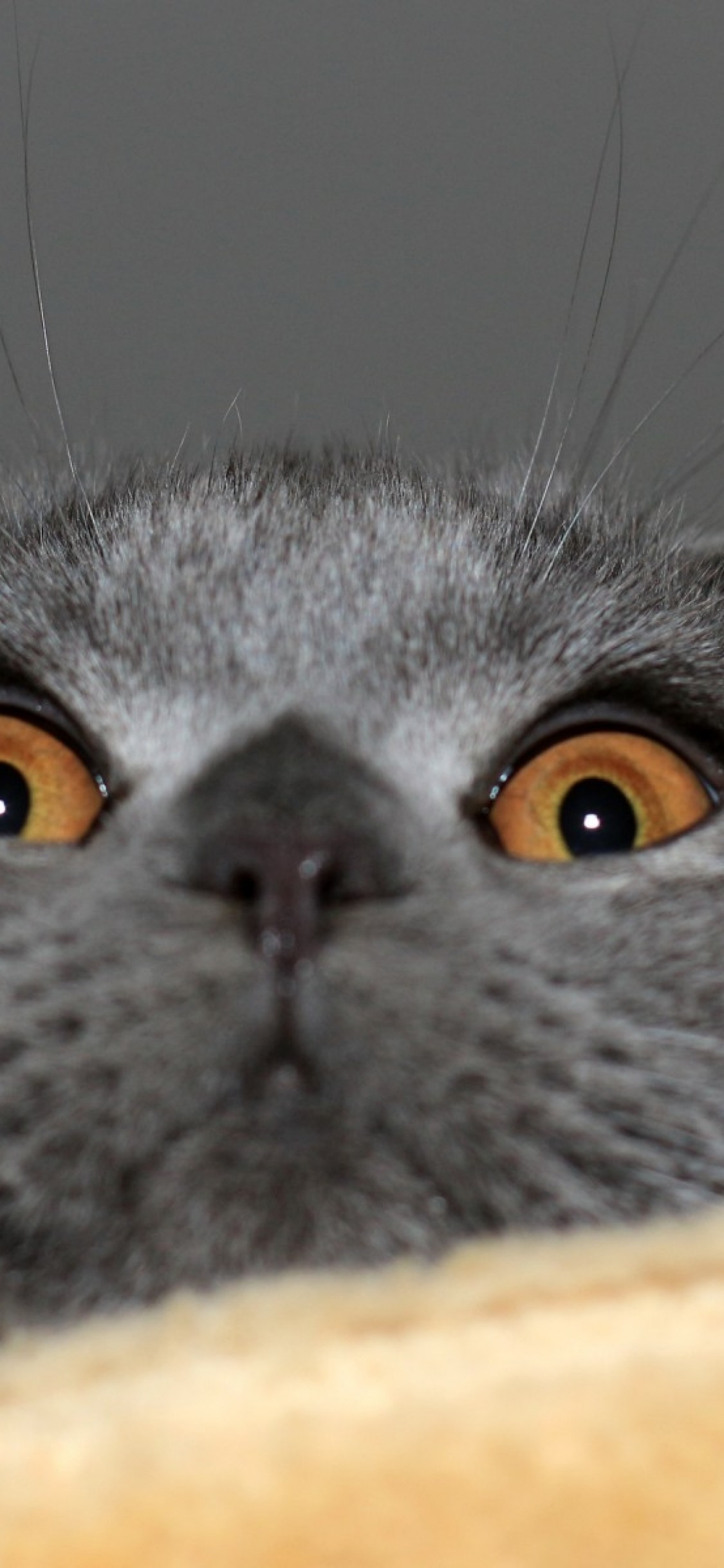 Weird Cat, Scottish Fold, Funny, Cute - Scottish Fold Cat Derp - HD Wallpaper 