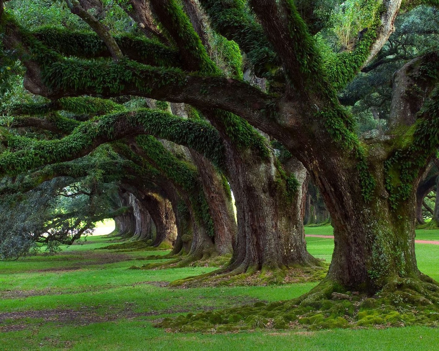 Trees Background - HD Wallpaper 