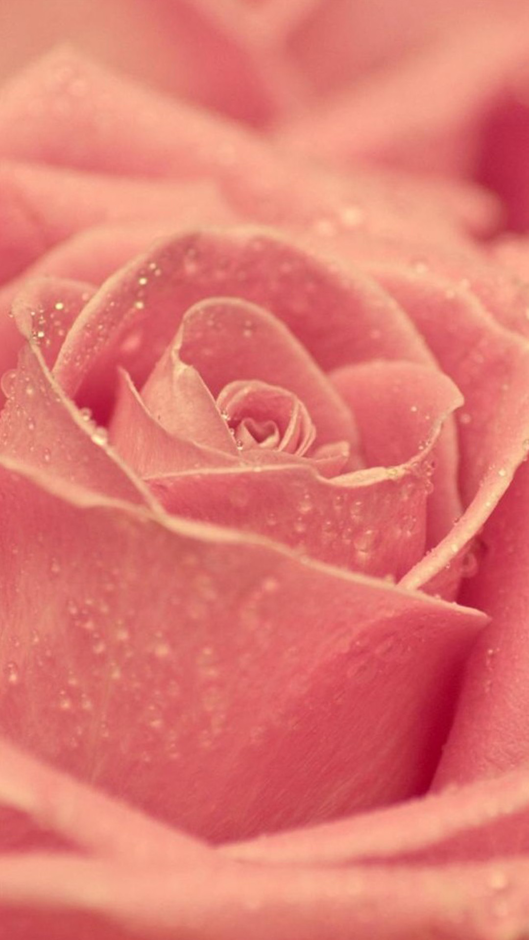 Pink Roses Wallpaper Iphone 6 - HD Wallpaper 