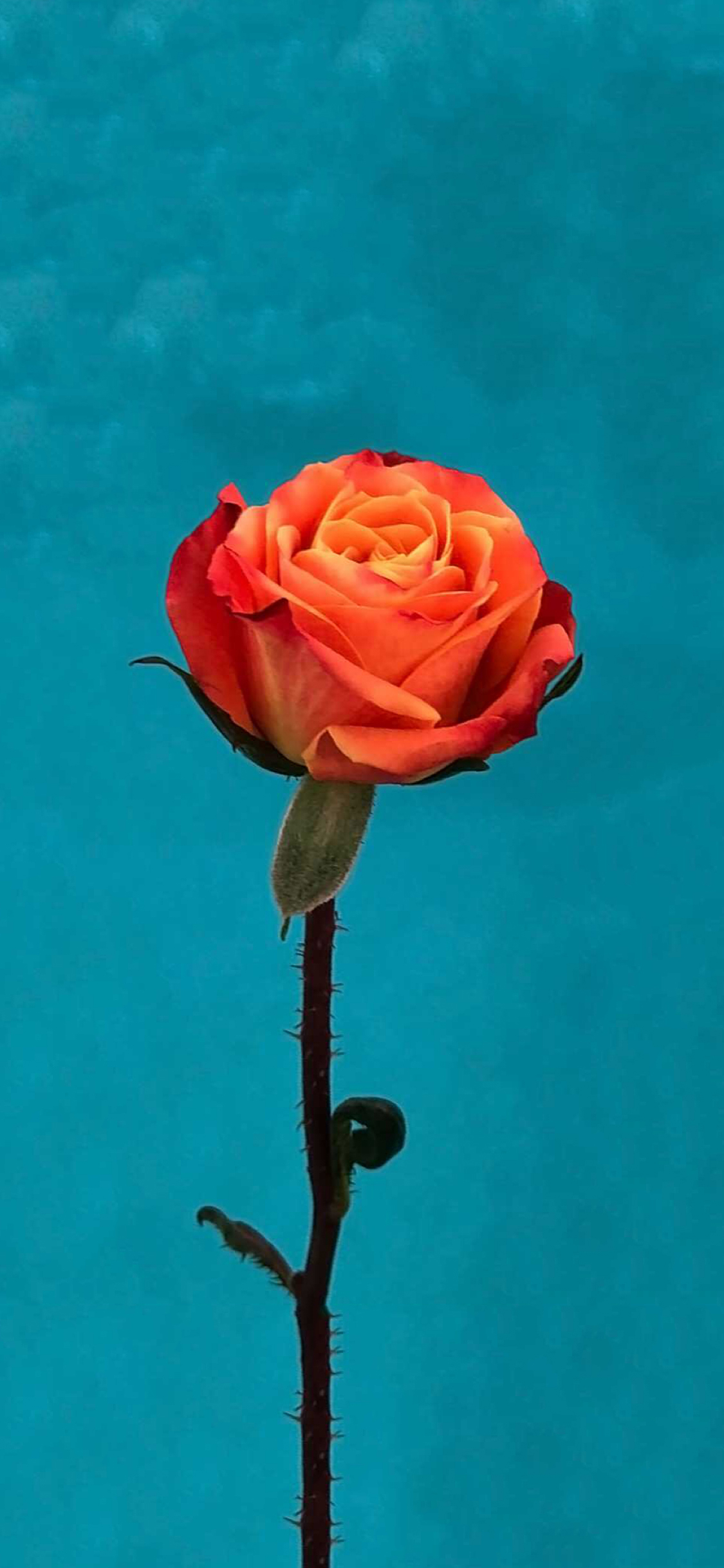 Rose Wallpaper For Iphone - Rose Wallpaper For Iphone X - HD Wallpaper 