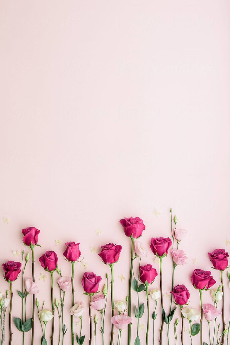 Birthday Wishes With Pink Flowers - HD Wallpaper 