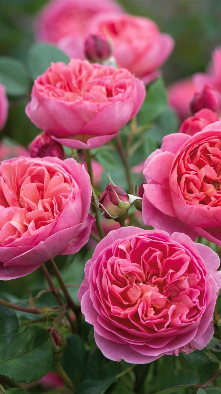 Iphone Wallpaper Pink Roses Bloom, Spring, Flowers - David Austin Rose Boscobel - HD Wallpaper 