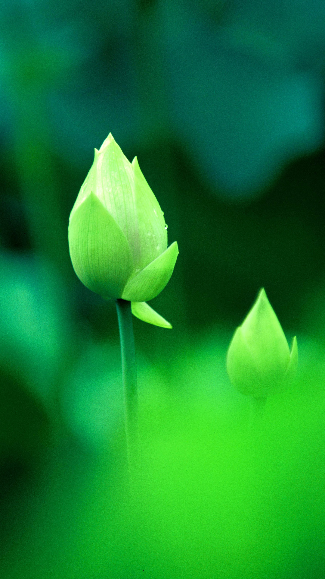 Green Lotus Iphone - HD Wallpaper 