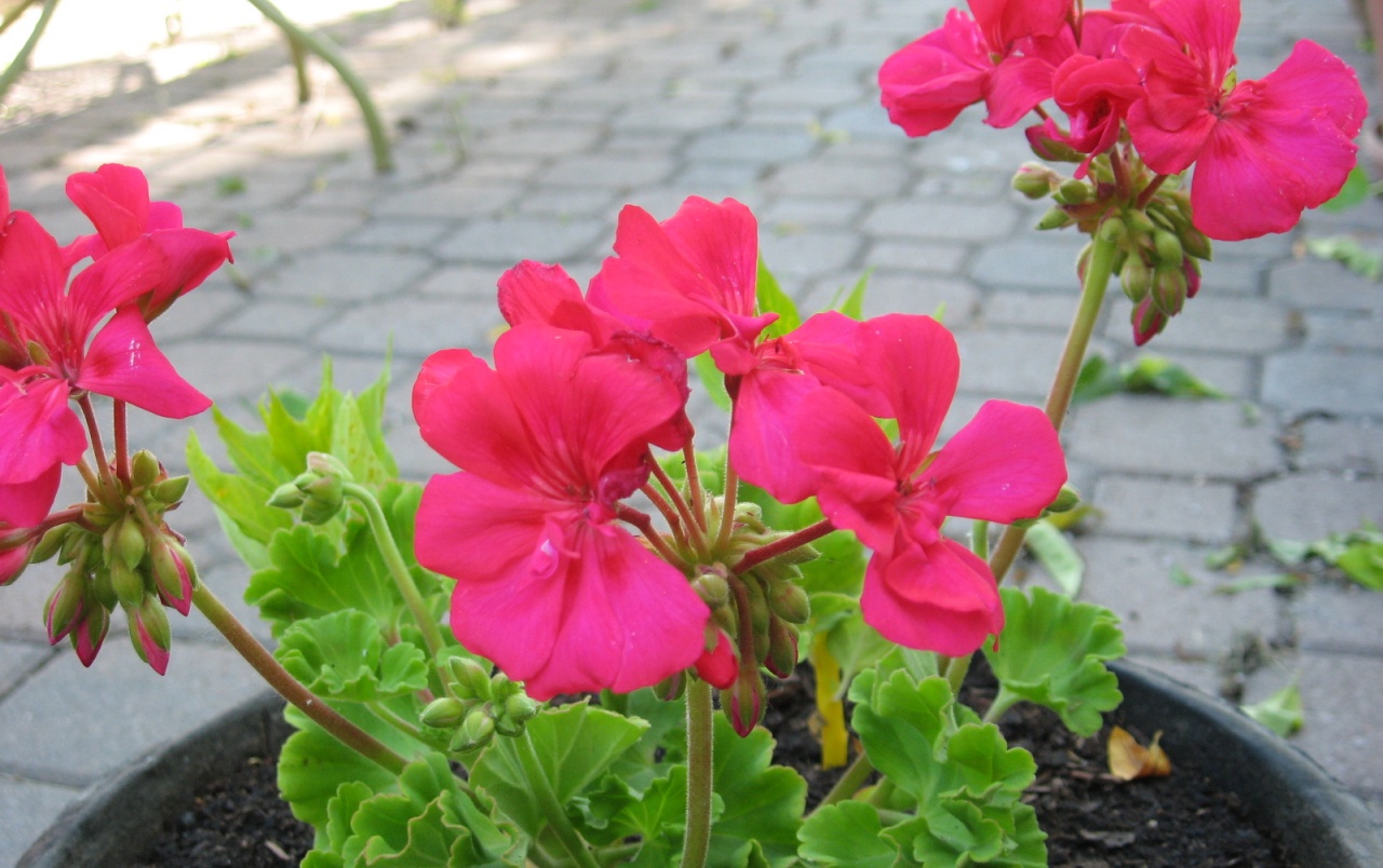 Fuschia Flowers Wallpapers - Fondos De Pantalla De Flores Fuccias - HD Wallpaper 