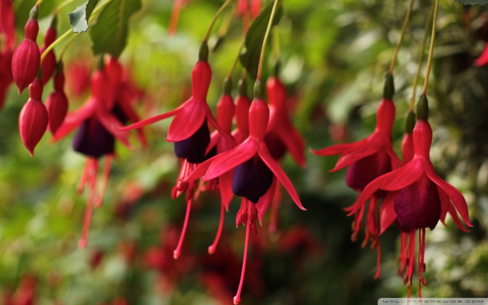 Fuchsia Flower - HD Wallpaper 