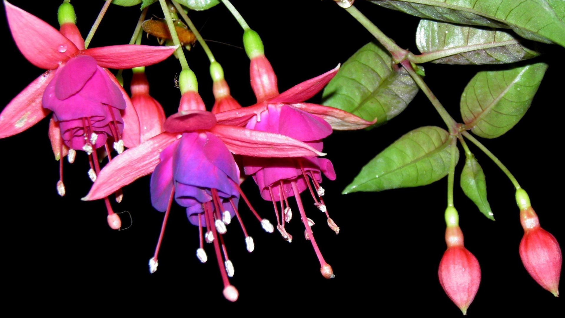 Wallpaper Fuchsia, Flower, Stamen, Close-up, Black - Fuschia Flower Black Background - HD Wallpaper 