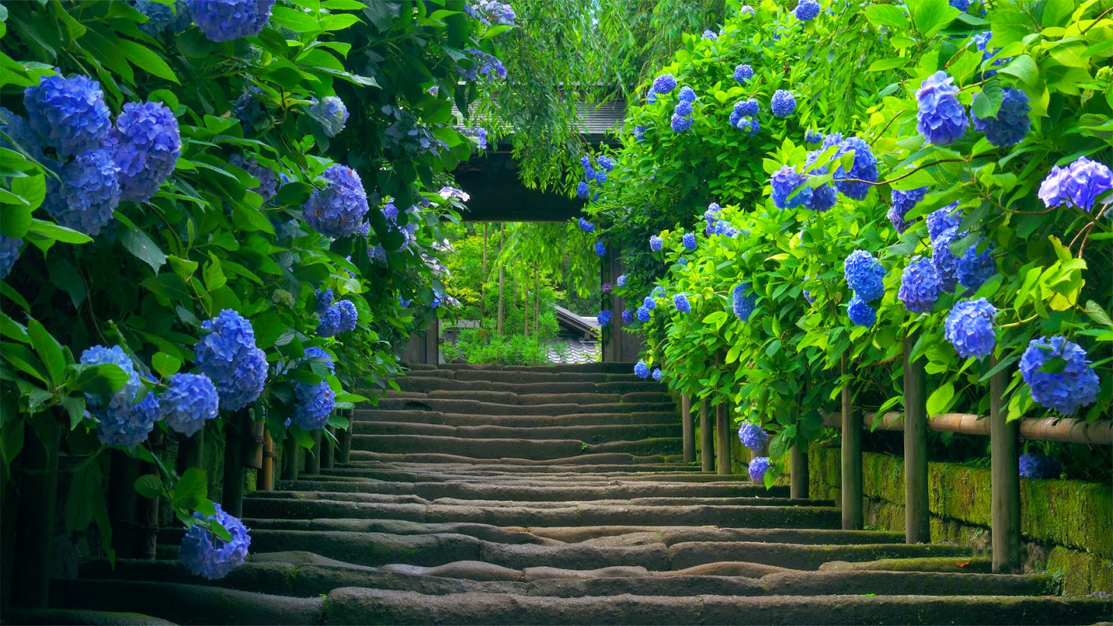 Beautiful Blue Flower Nature Hd Wallpaper - Hd Wallpapers For Laptop Nature - 1600x900 Wallpaper Beautiful Blue Flower Nature Hd Wallpaper - Hd Wallpapers For Laptop Nature - 1600x900 Wallpaper