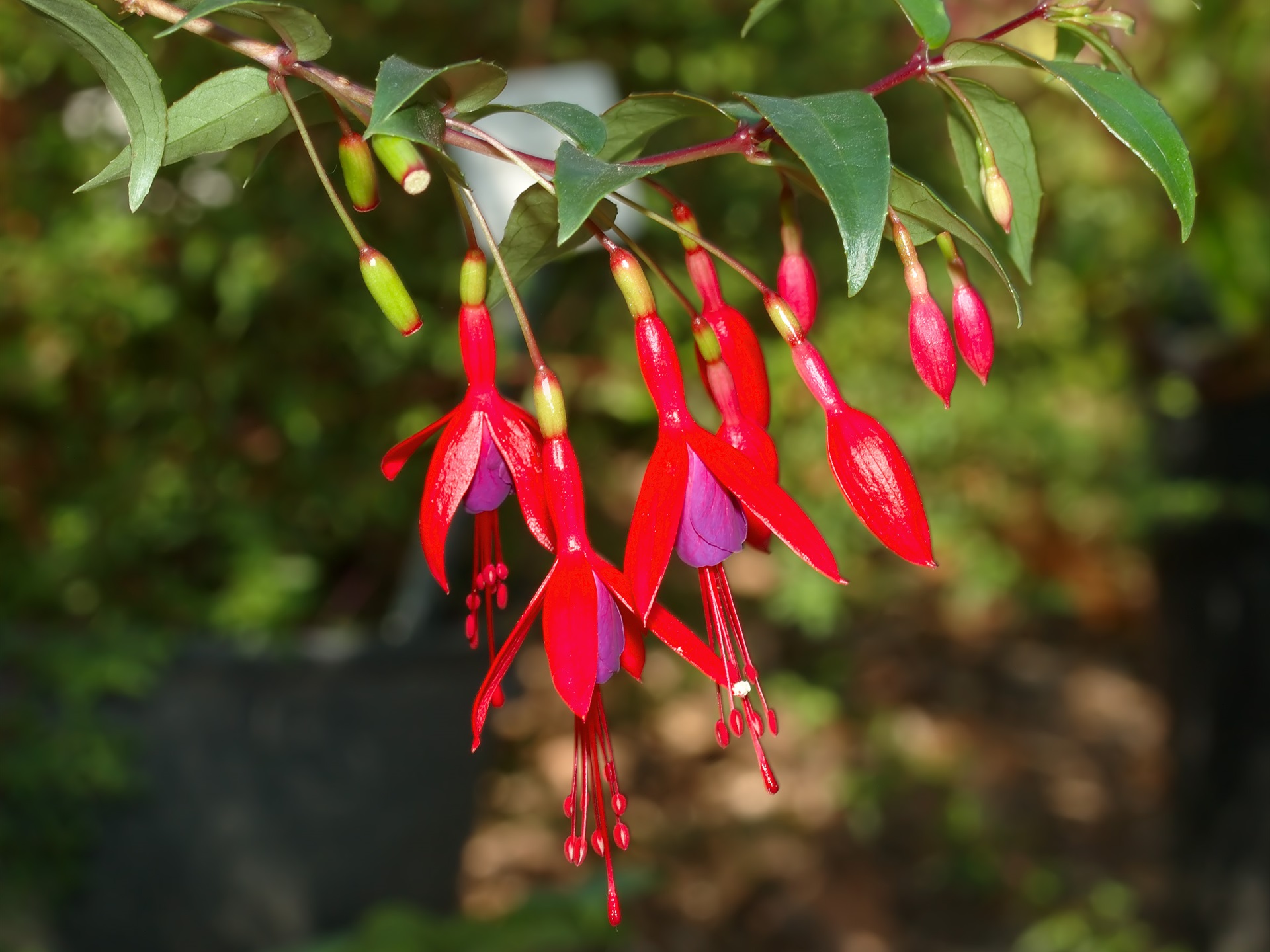 Wallpaper Red Fuchsia Flowers Close-up - Fuchsia Regia - 1920x1440