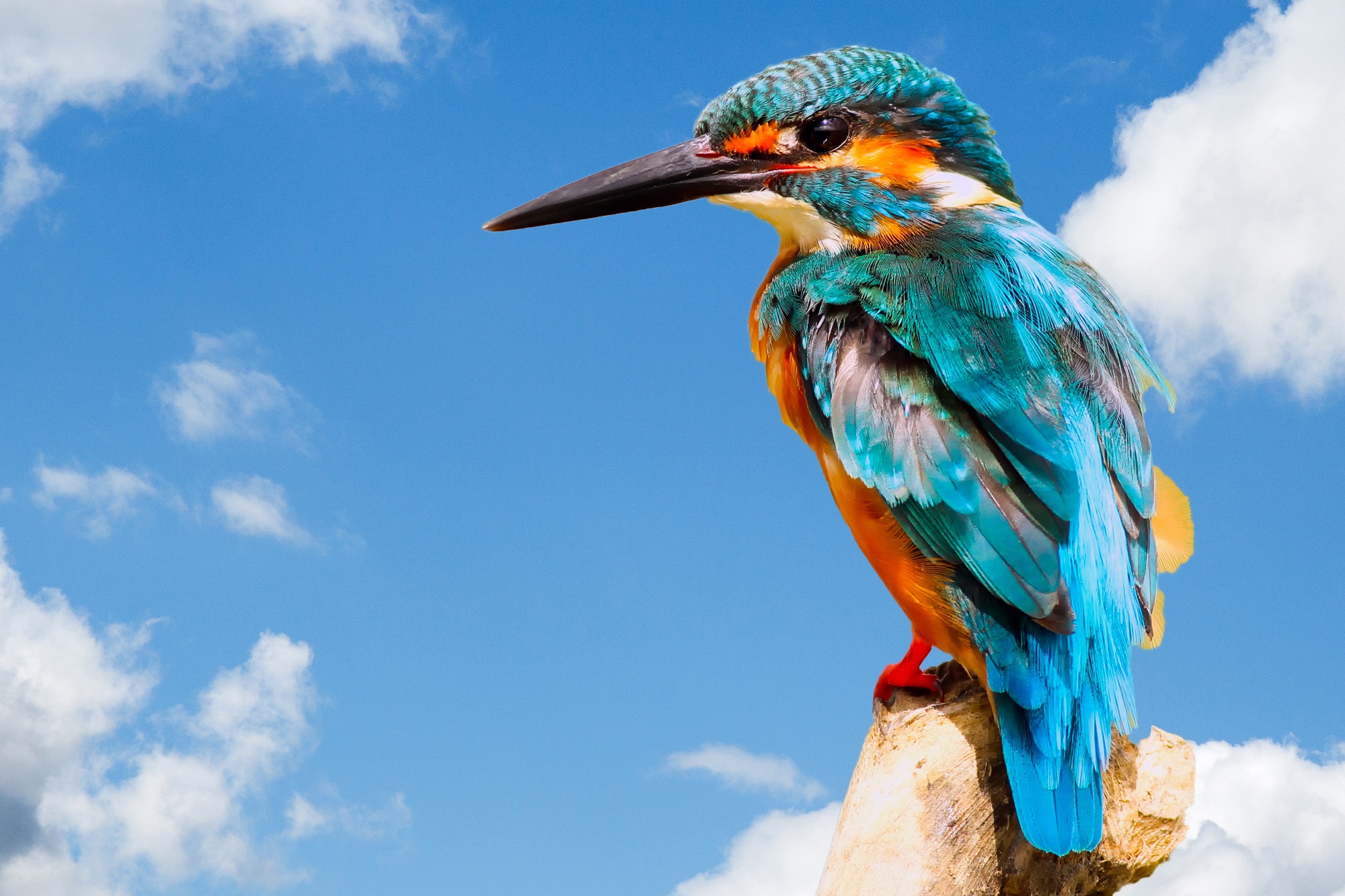 Colorful Bird - HD Wallpaper 