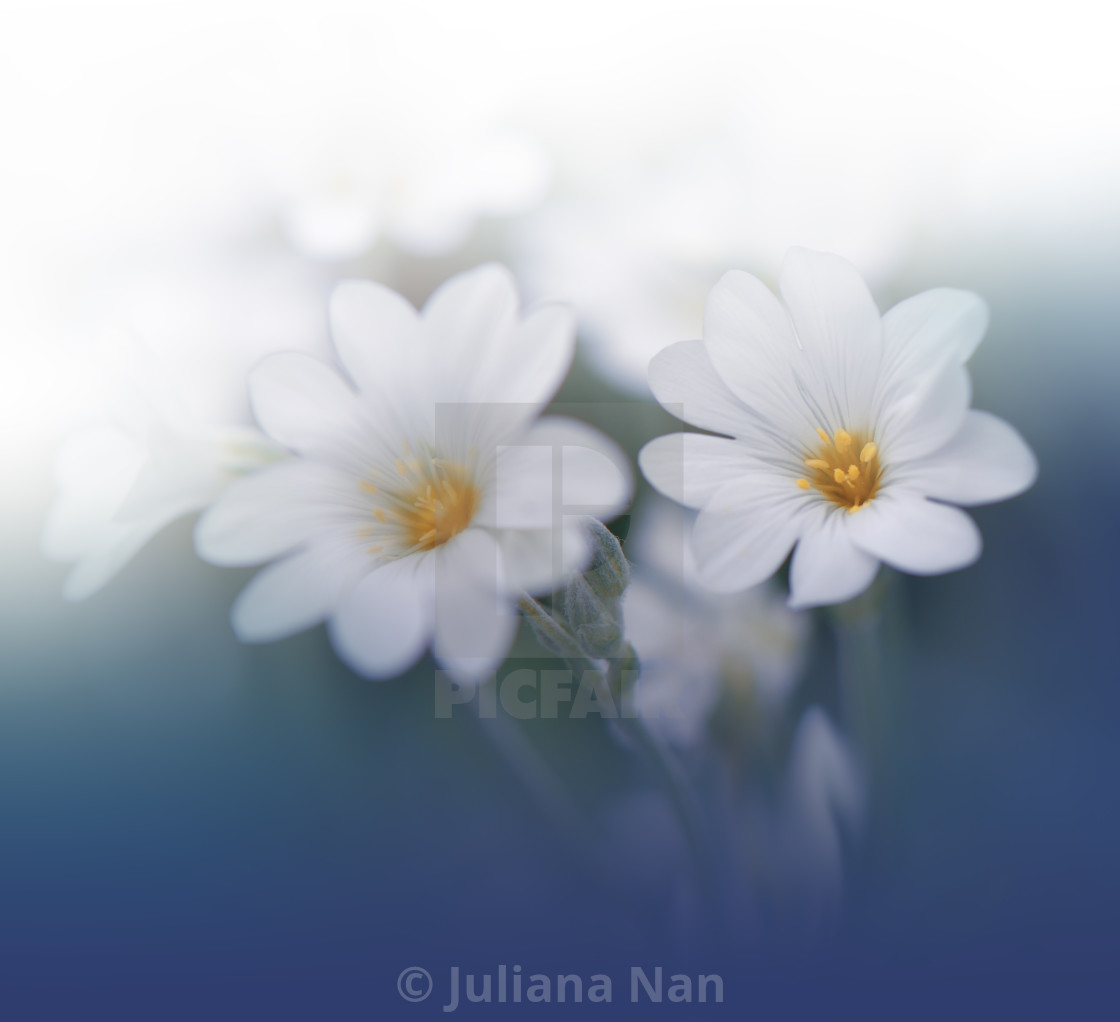 Wedding Invitation - Photography - HD Wallpaper 