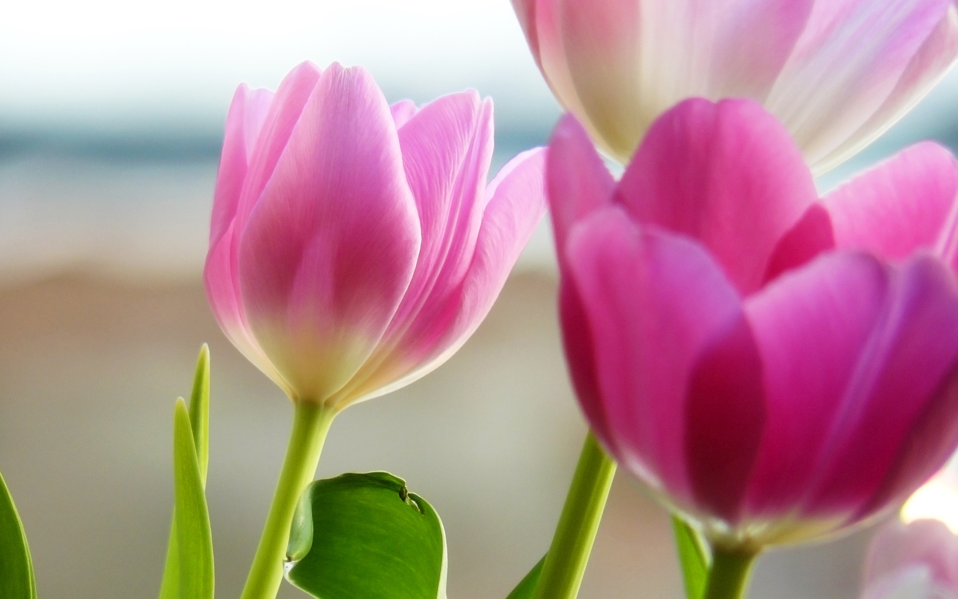 2012 Latest Beautiful Scenery Wallpapers 1024×768 - Tulip Pink Hd - HD Wallpaper 