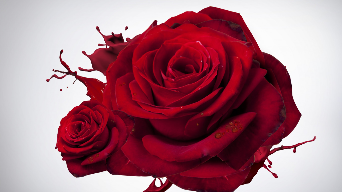 The Most Beautiful Red Roses Wallpaper - Red Rose Most Beautiful Flowers - HD Wallpaper 