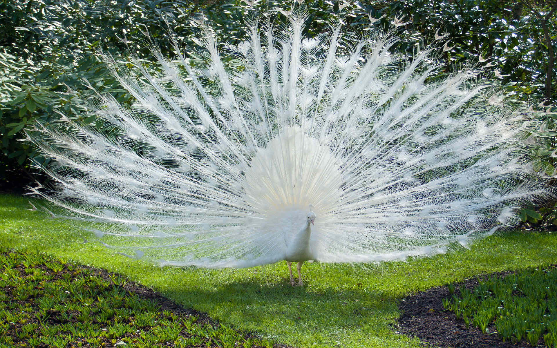 Ultra Hd Peacock Images Hd - HD Wallpaper 