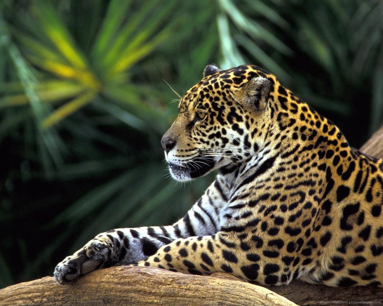 La Gran Sabana Animals - HD Wallpaper 