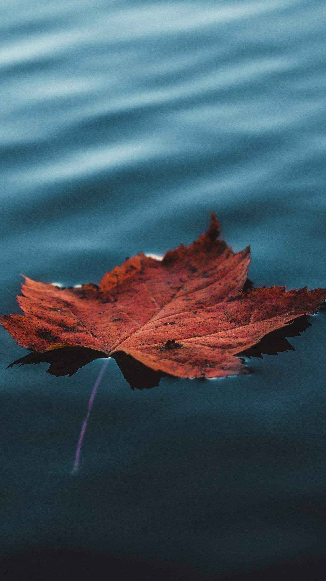Leaf On The Water - HD Wallpaper 