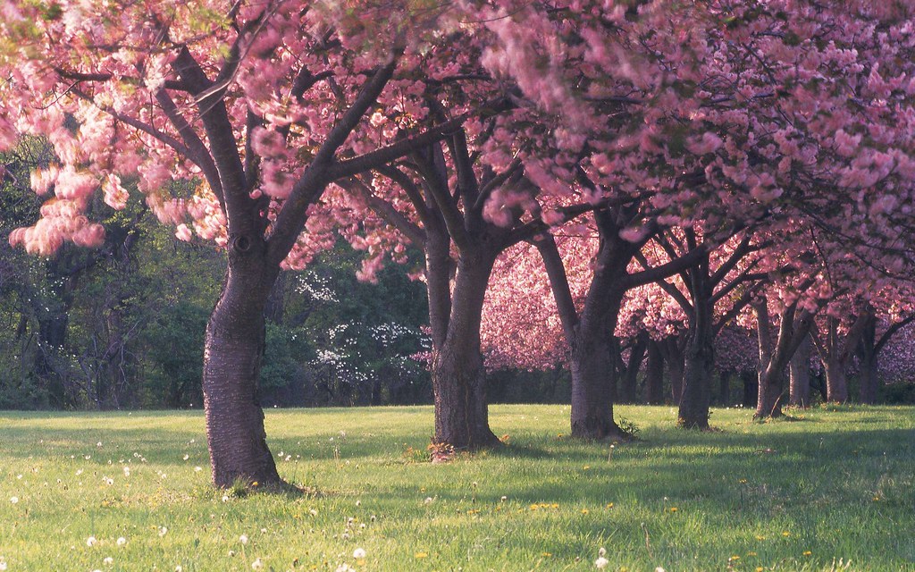 Hd Cherry Blossom Tree - HD Wallpaper 