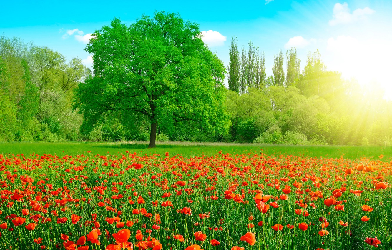 Photo Wallpaper Greens, Field, Summer, The Sky, Grass, - Grass Field With Flowers And Trees - HD Wallpaper 