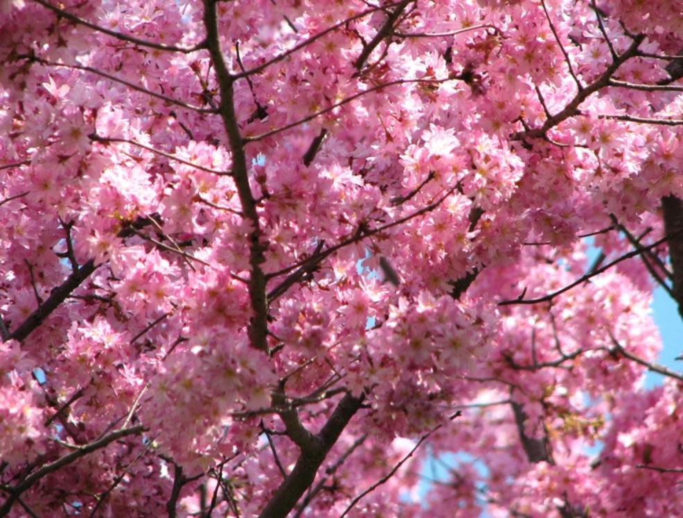 Beautiful Pink Cherry Blossom Wallpaper - Cherry Blossom Pink Flowering Trees - HD Wallpaper 