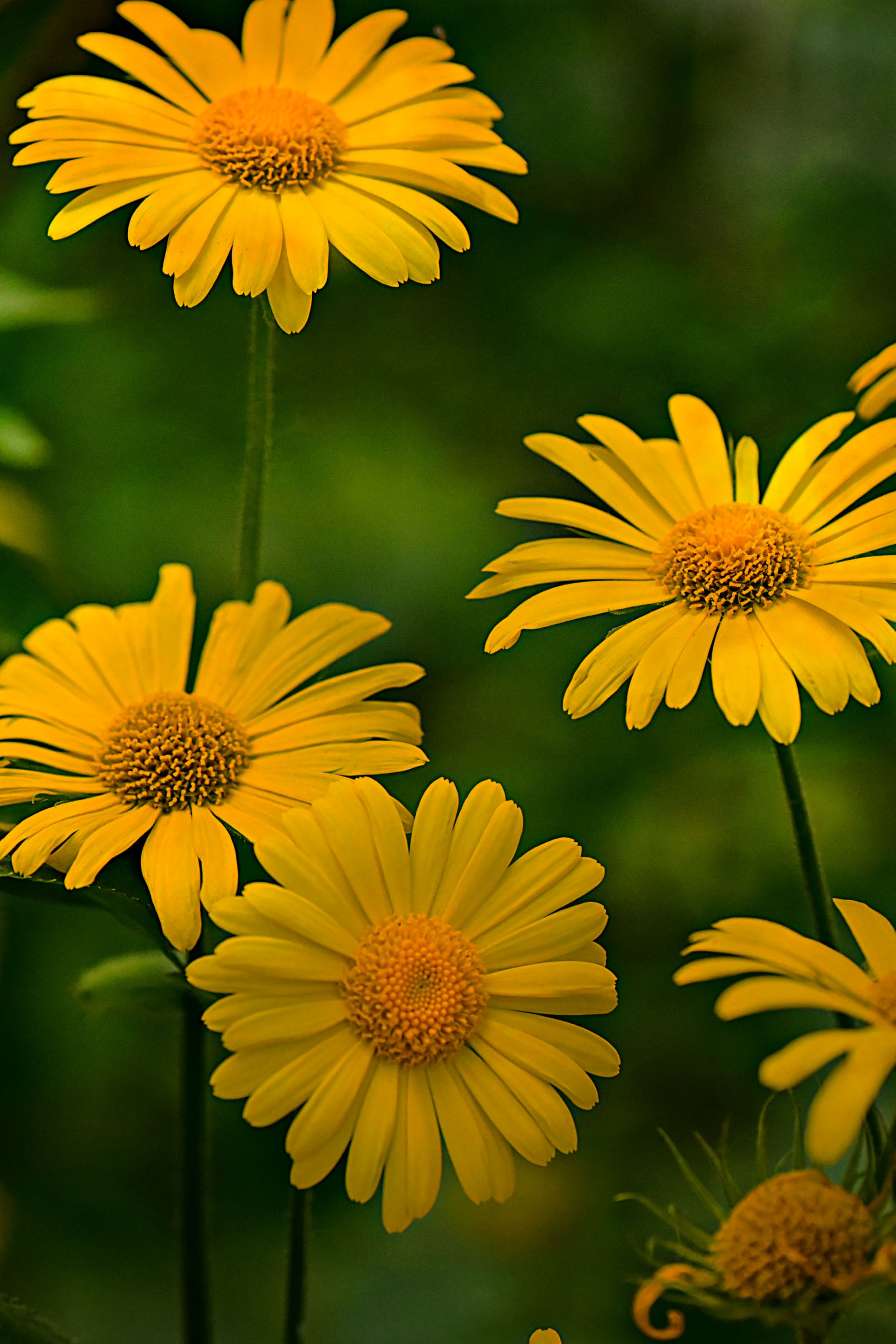 Happy Fathers Day With Flowers - HD Wallpaper 