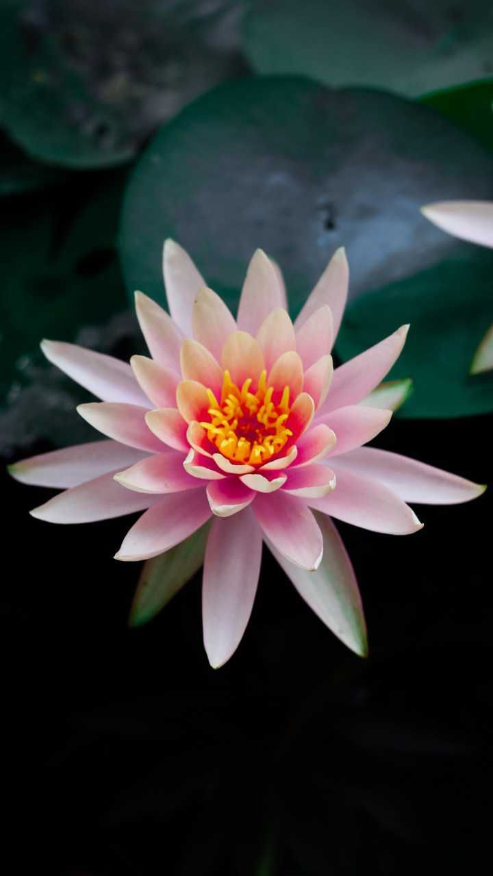 Blossoming Flower - HD Wallpaper 