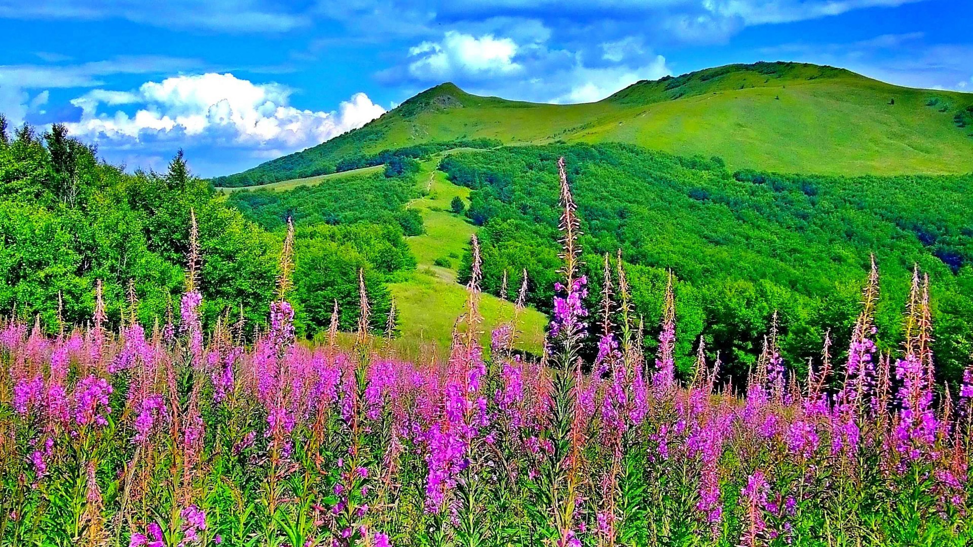 Mountains Background Green Flowers - HD Wallpaper 