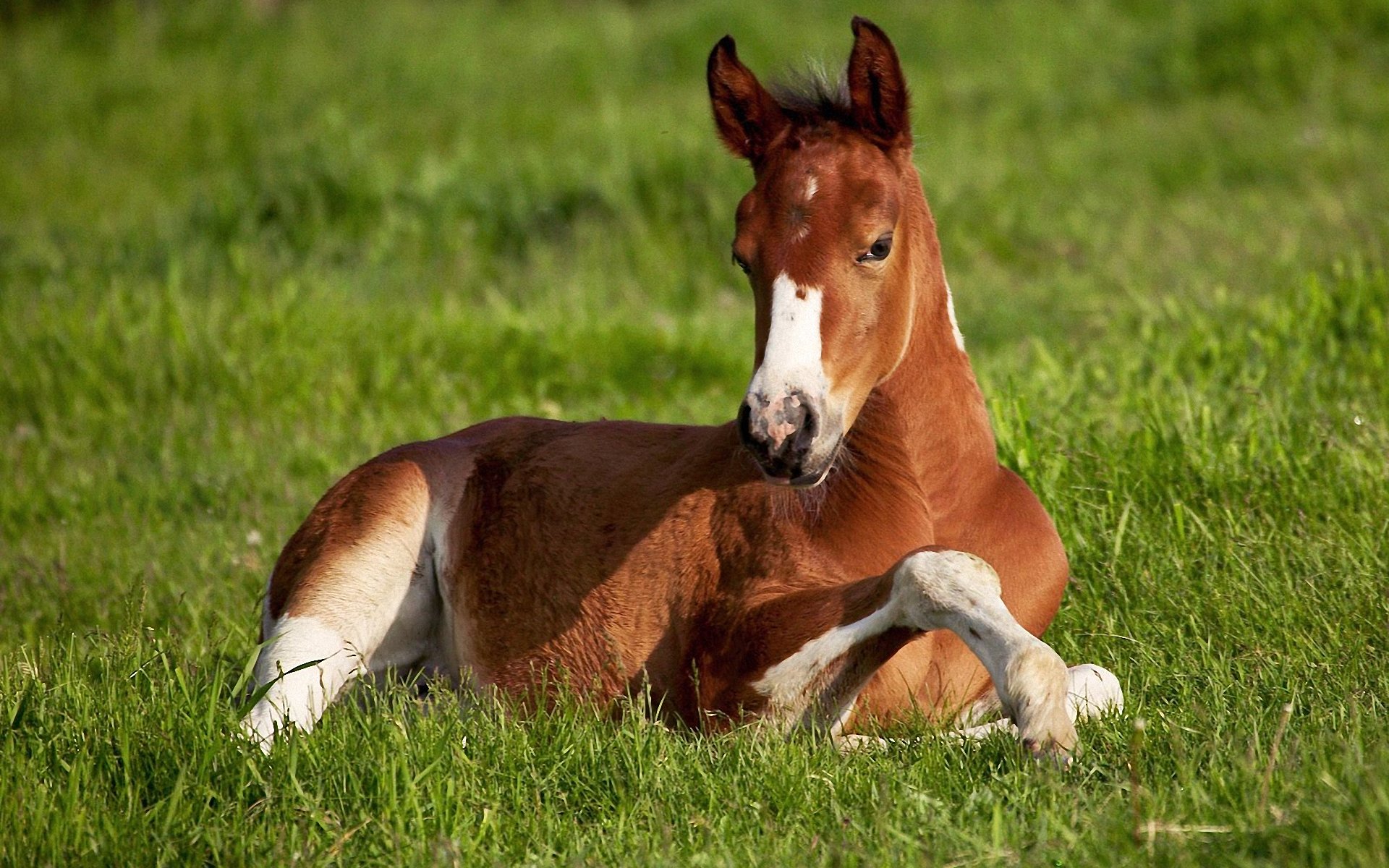 Baby Horse Laying Down - HD Wallpaper 