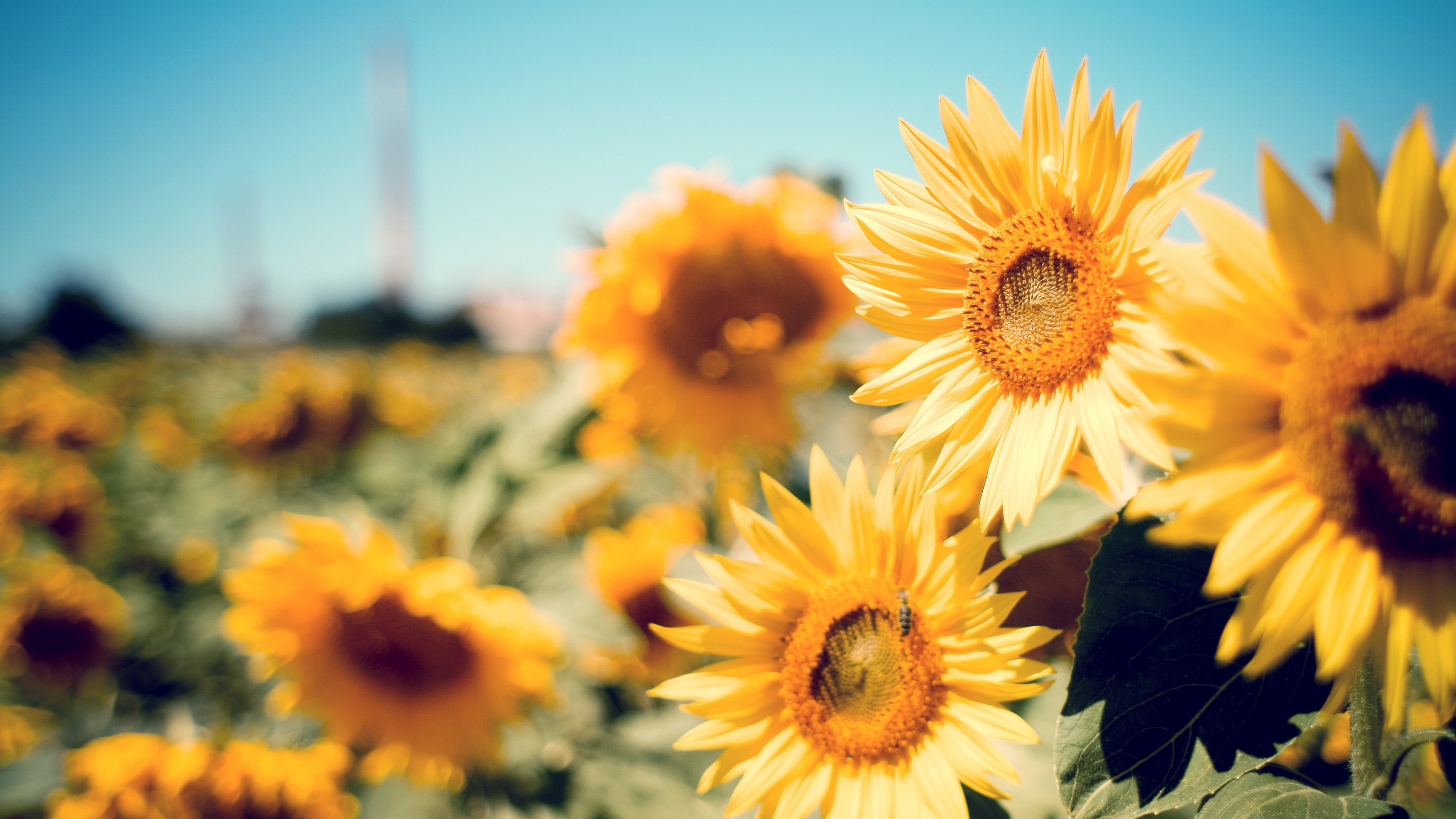 Download Sunflower Cover Photo For Facebook Teahub.io