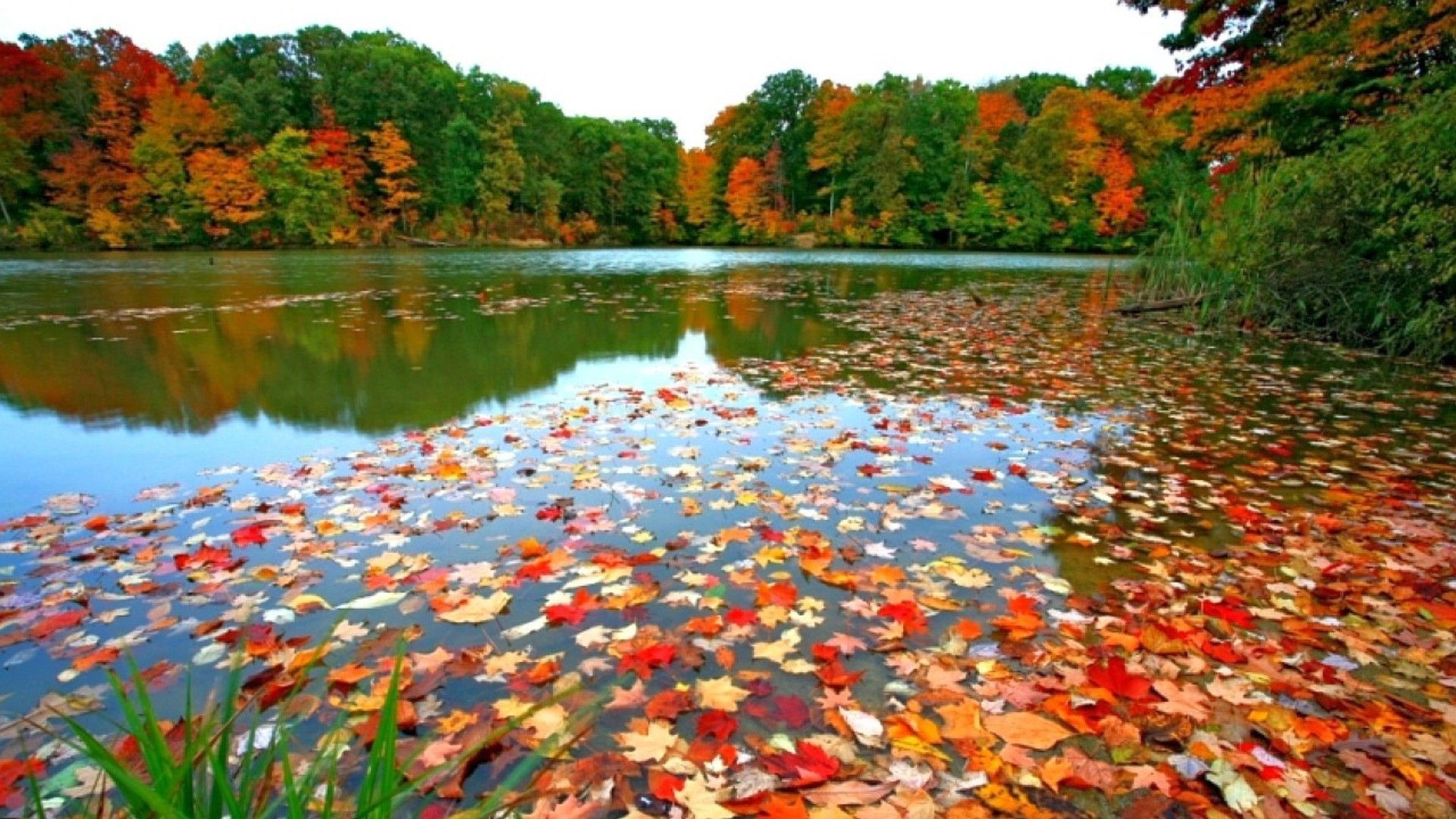 Fall Foliage Wallpapers For Desktop - Fall Season In Philippines - HD Wallpaper 