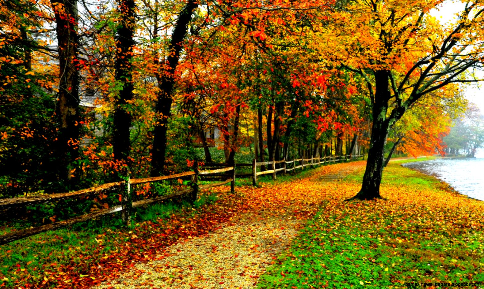 Fall Foliage Backgrounds Wallpapersafari - Fall Colors - HD Wallpaper 