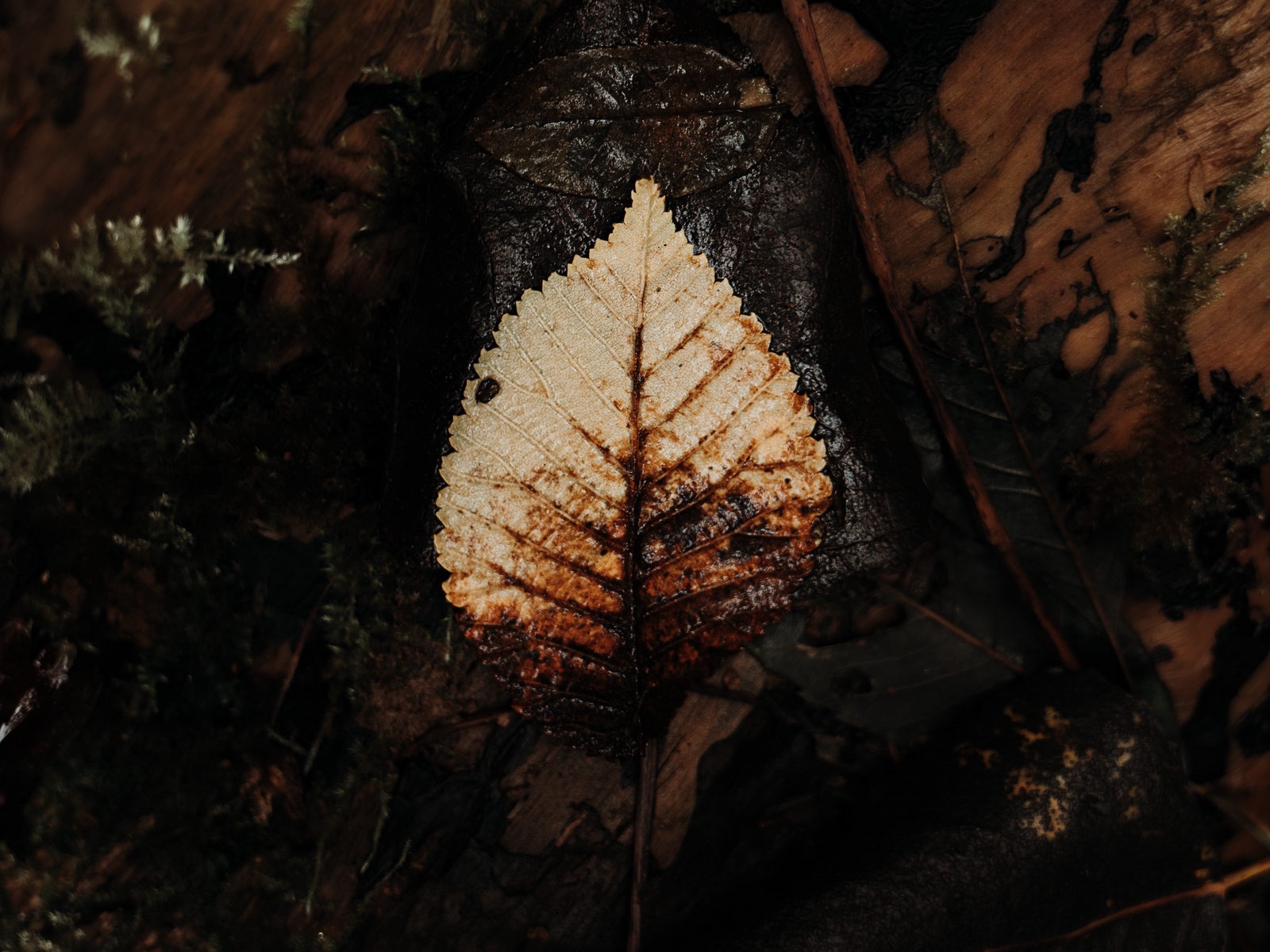 Wallpaper Leaf, Dry, Macro, Autumn, Foliage - High-definition Television - HD Wallpaper 