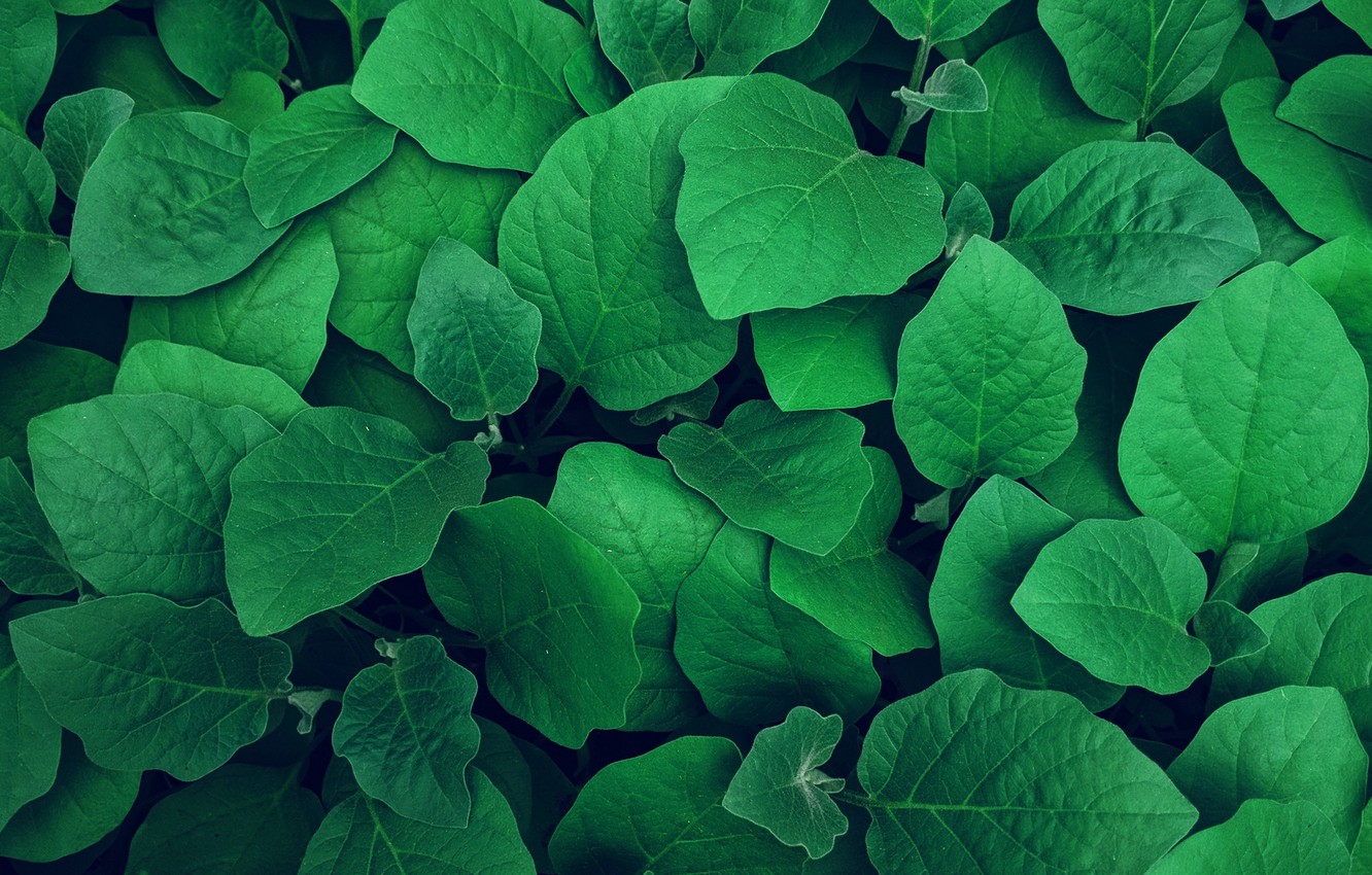 Photo Wallpaper Nature, Green, Plant, Foliage - Green Leaves Hd Background - HD Wallpaper 