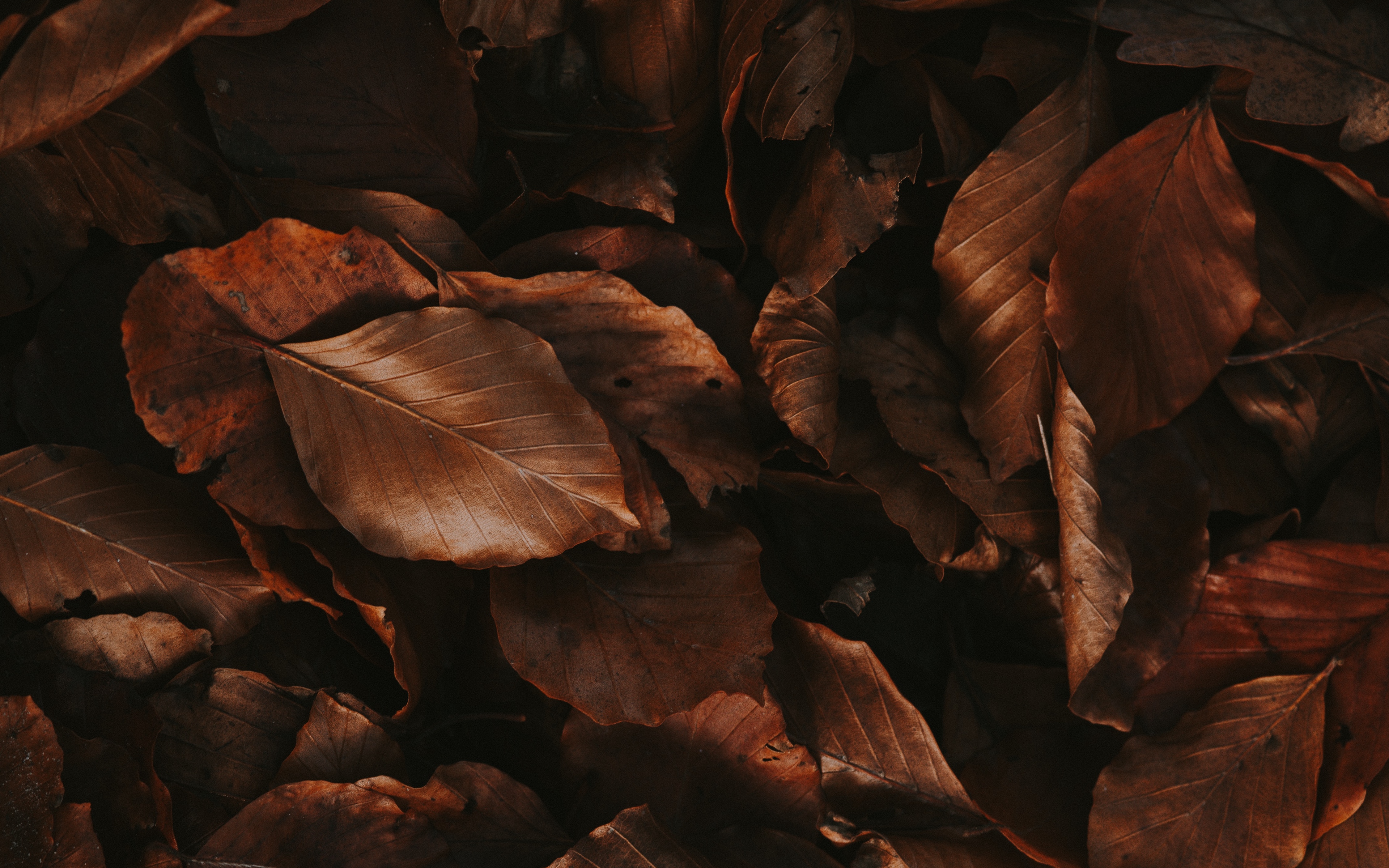 Wallpaper Leaves, Brown, Dry, Autumn, Foliage - Wallpaper - 3840x2400 Wallpaper Wallpaper Leaves, Brown, Dry, Autumn, Foliage - Wallpaper - 3840x2400 Wallpaper