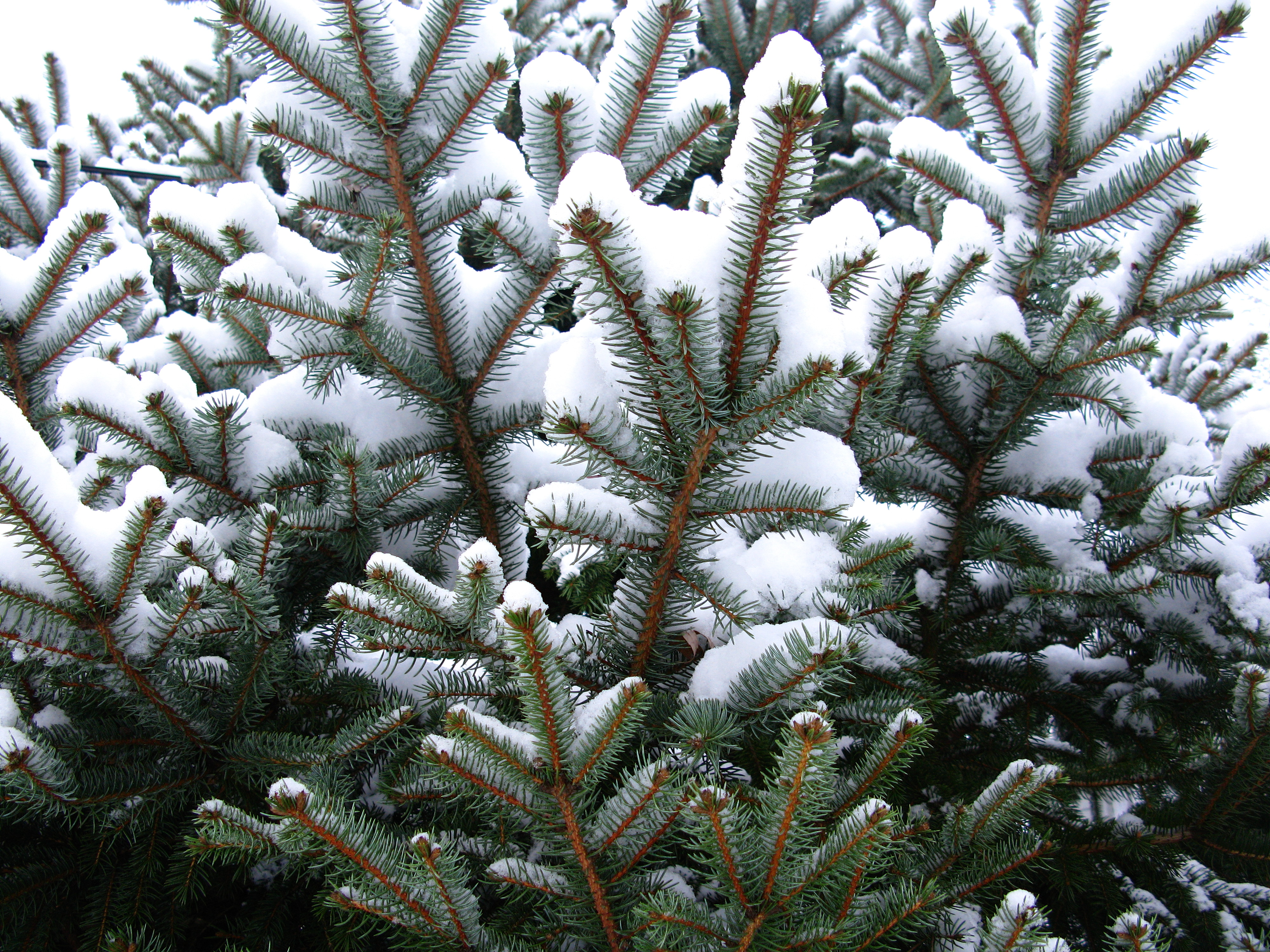 Snowy Spring Blue Spruce Evergreen - Snowy Spring - HD Wallpaper 