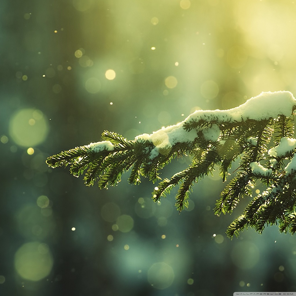 Pine Trees Desktop Background - HD Wallpaper 