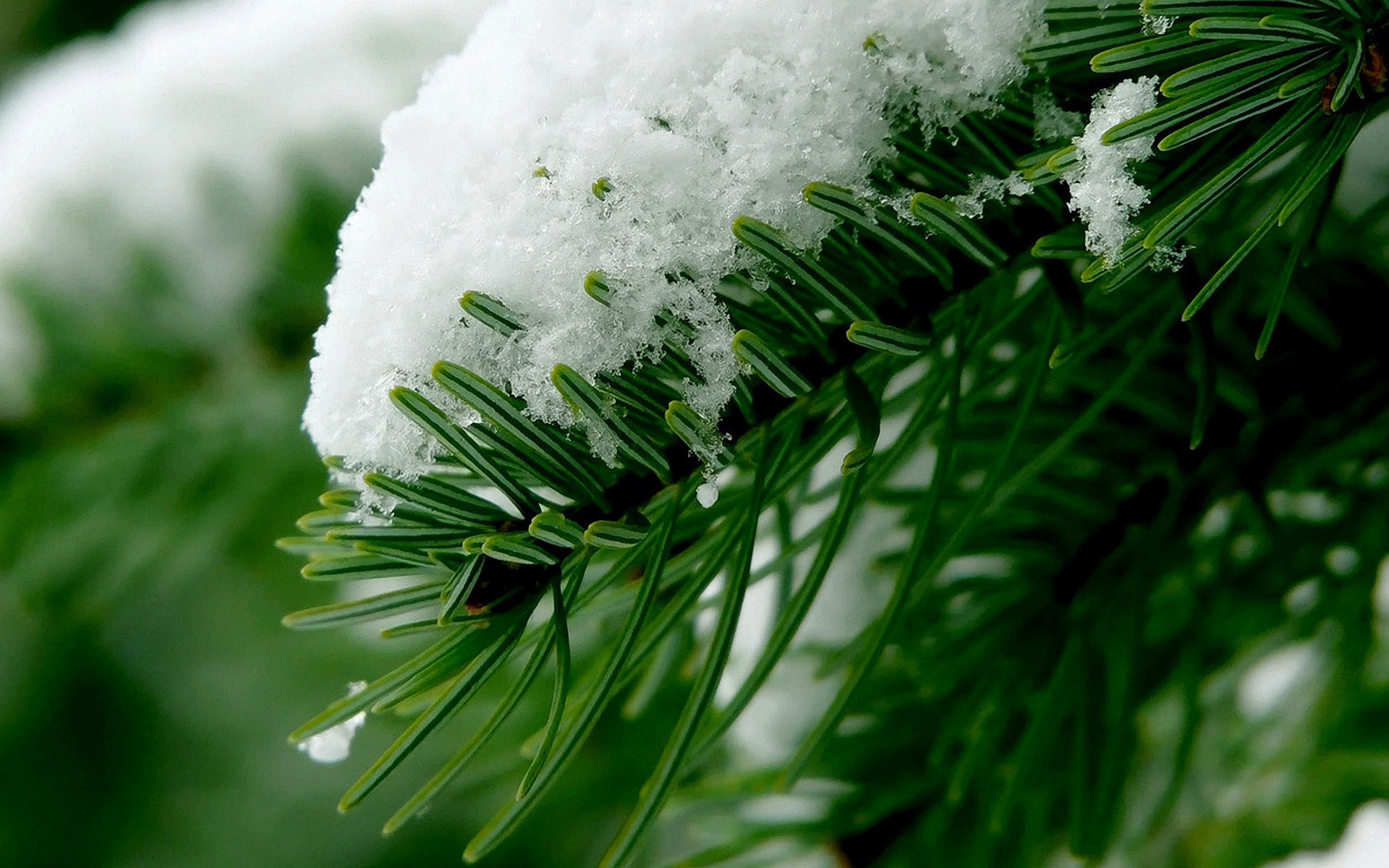 Landscape Images, Tree, Nature Wallpaper Tumblr,snow, - Snow On Pine Trees - HD Wallpaper 