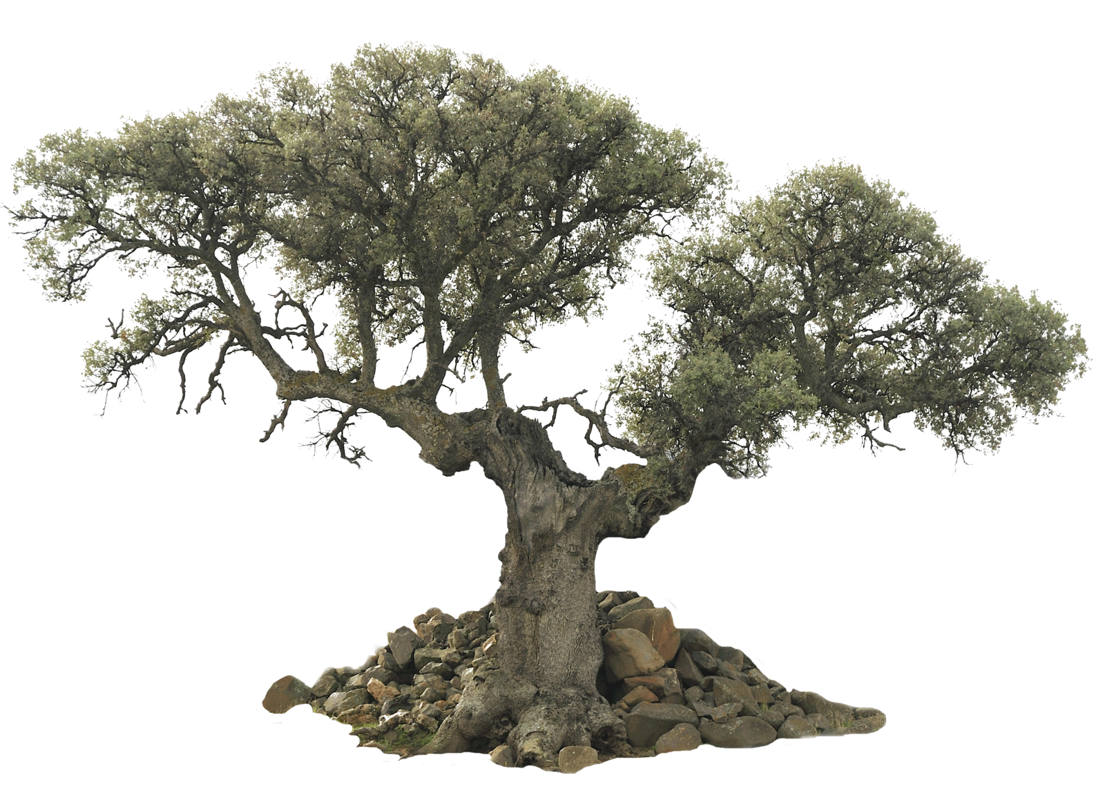Tree Evergreen Olive Desktop Wallpaper - Transparent Background Olive Tree Png - HD Wallpaper 