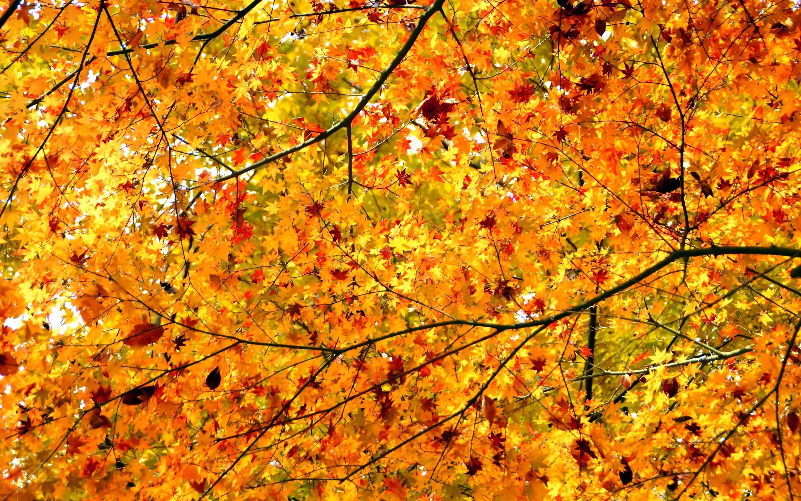 High Resolution Autumn Tree - HD Wallpaper 