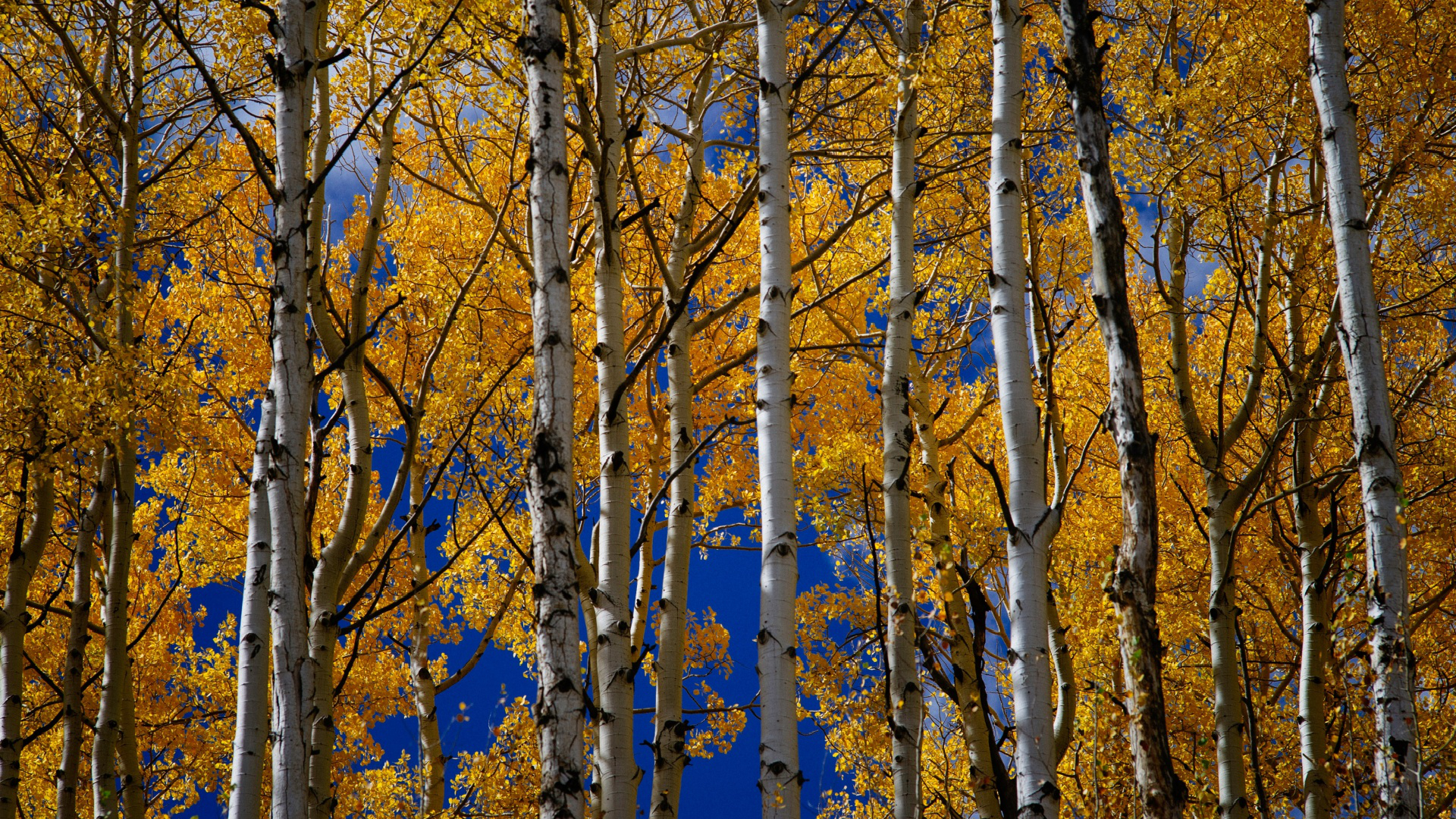 Aspect Ratio 19x1080 Wallpaper Teahub Io Aspect Ratio 19x1080 Wallpaper Teahub Io