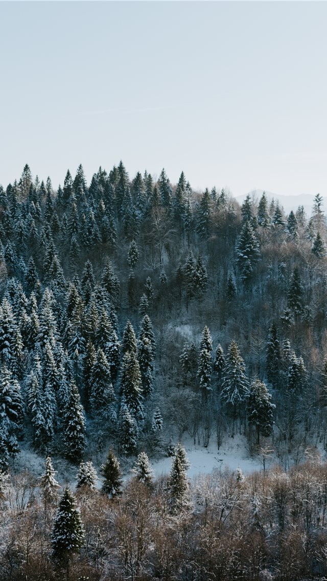 Winter Wonderland Iphone Wallpaper - Iphone Xr Wallpaper Winter - HD Wallpaper 
