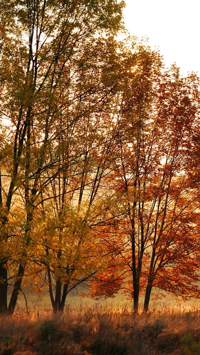 Iphone Wallpaper Fall Trees, Leaves, Yellow, Forest, - Fond D Écran Automne Gratuit - HD Wallpaper 