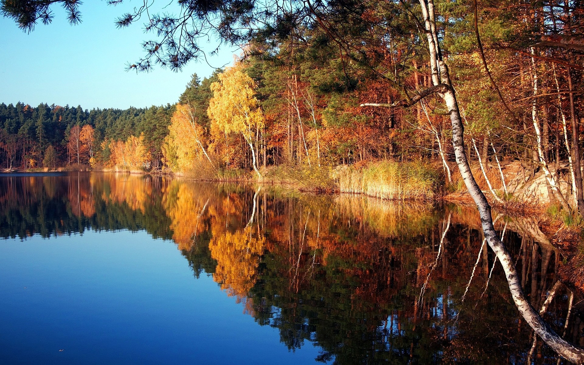 Autumn Trees By Lake - HD Wallpaper 