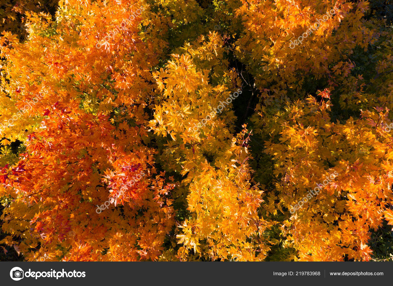 Autumn - HD Wallpaper 